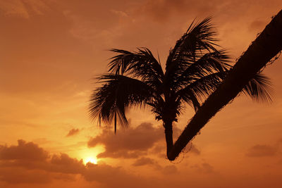 Low angle view of palm tree against sky during sunset