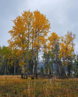 Trees growing on field against sky during autumn