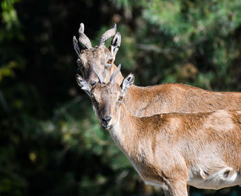 Deer standing on a tree