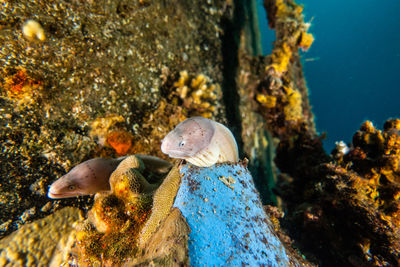 Close-up of fish swimming in sea