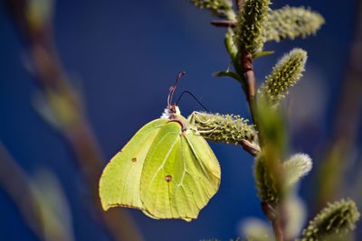 Close-up of butterfly on plant