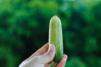 Midsection of person holding leaf