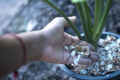 Close-up of hand holding potted plant