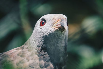 Close-up of a bird