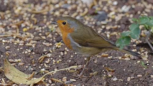 Birds in my garden