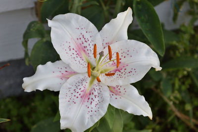 Close-up of white lily blooming outdoors