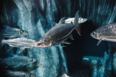 Fish swimming in sea