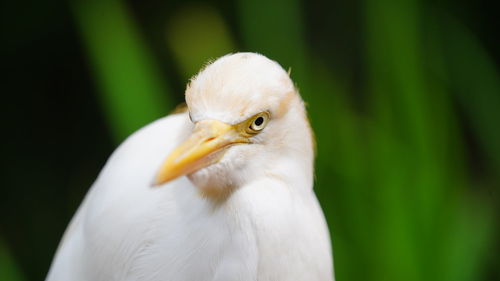 Close-up portrait of a bird