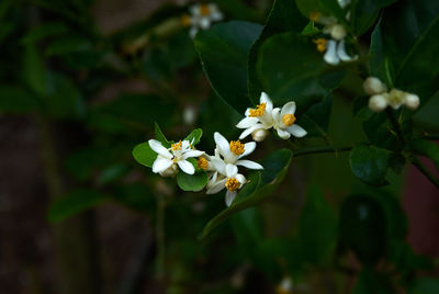 Close-up of white flowers blooming on tree