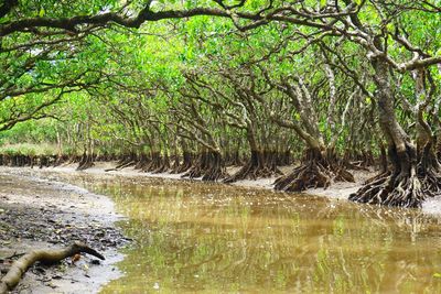Trees and grass in water