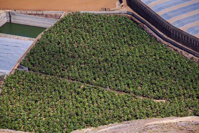 High angle view of corn field