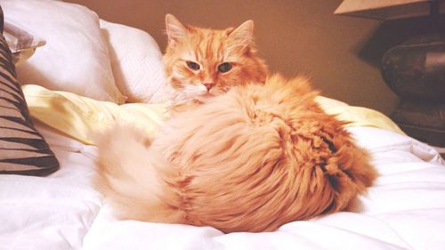 Portrait of cat resting on bed