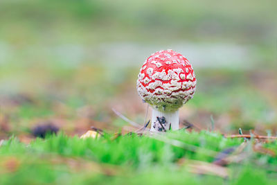 fungus