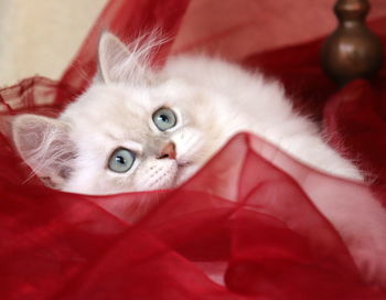 Close-up portrait of a cat