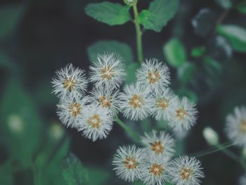 Close-up of white flowers