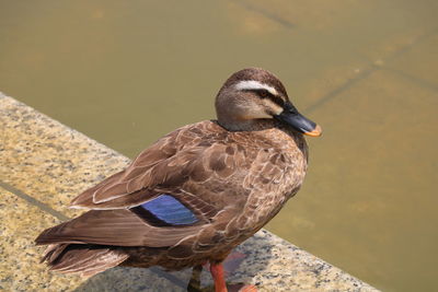 High angle view of a duck in lake