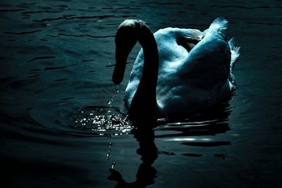 Close-up of swan floating on water