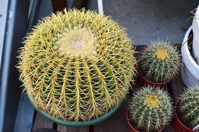 High angle view of cactus