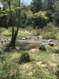 Scenic view of trees on land