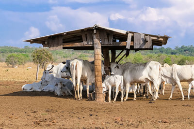 Cows on field