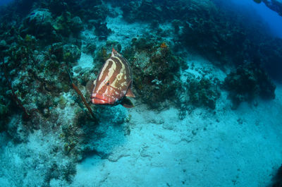 Nassau grouper swimming 