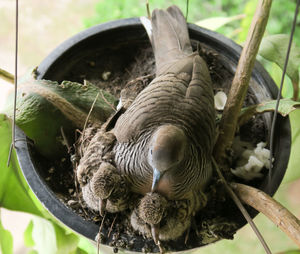 Close-up of a bird