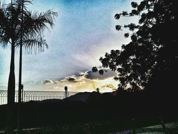 Silhouette of trees at sunset