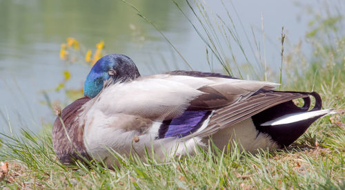 Close-up of a duck on field