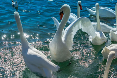 High angle view of swans swimming in lake