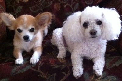 Portrait of white puppy