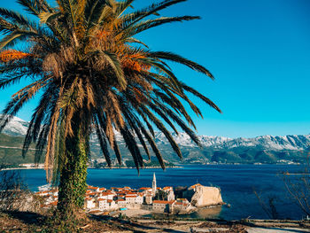 Palm trees by sea against clear blue sky