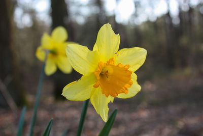 Close-up of yellow flowering plant