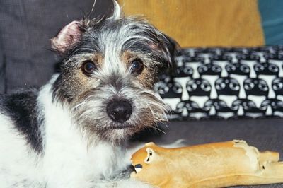 Close-up portrait of dog