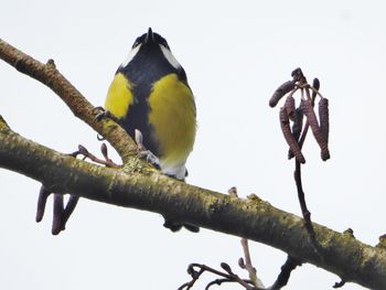 Low angle view of bird perching on branch against sky