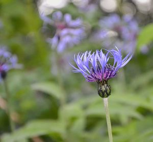 Close-up of purple flowering plant