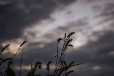 Close-up of plant against sky
