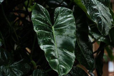 Close-up of raindrops on leaves