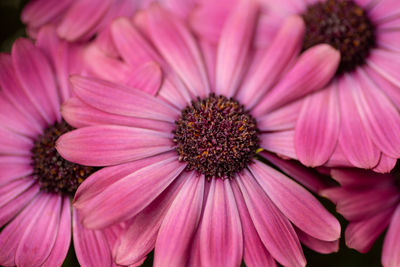 Close-up of red flower