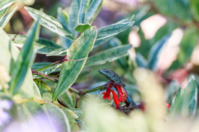 Close-up of insect on plant