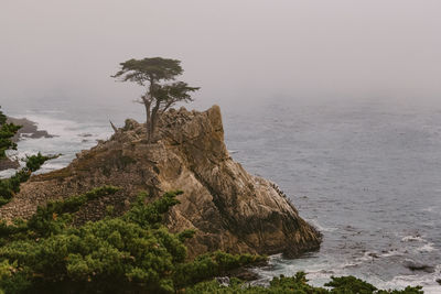 Tree on rocks by sea against sky