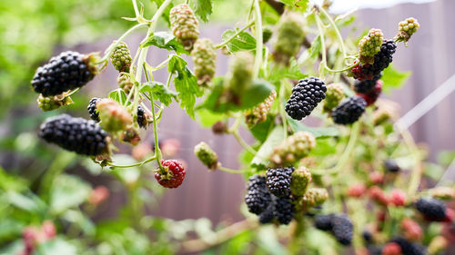 Close-up of berries growing on plant