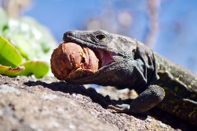 Close-up of lizard on rock