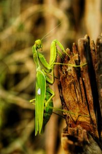 Close-up of insect on plant