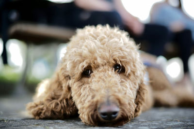 Goldendoodle lies on the floor and looks straight into the camera