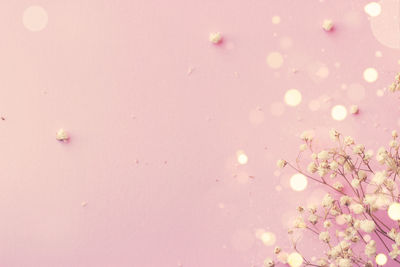 Close-up of pink flowers floating on water