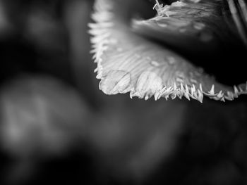 Close-up of frozen leaves