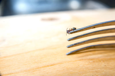 Close-up of insect on table