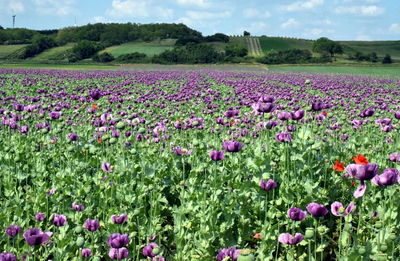 Purple flowering plants on field