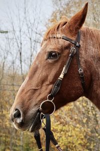 Close-up of a horse on field