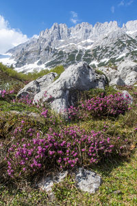 Purple flowering plants by mountains against sky
